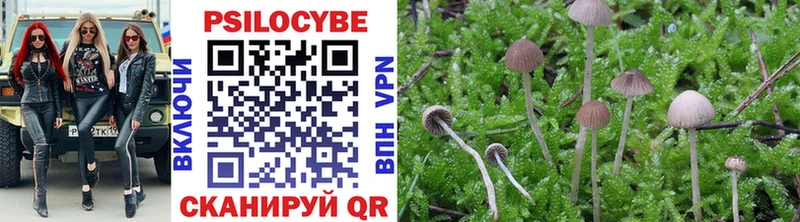 OMG как зайти  купить наркотики сайты  Чебоксары  Псилоцибиновые грибы Psilocybe 